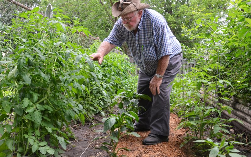 Willie Boedeker inspects the tomato plants growing behind Today’s Assisted Living in Yoakum.