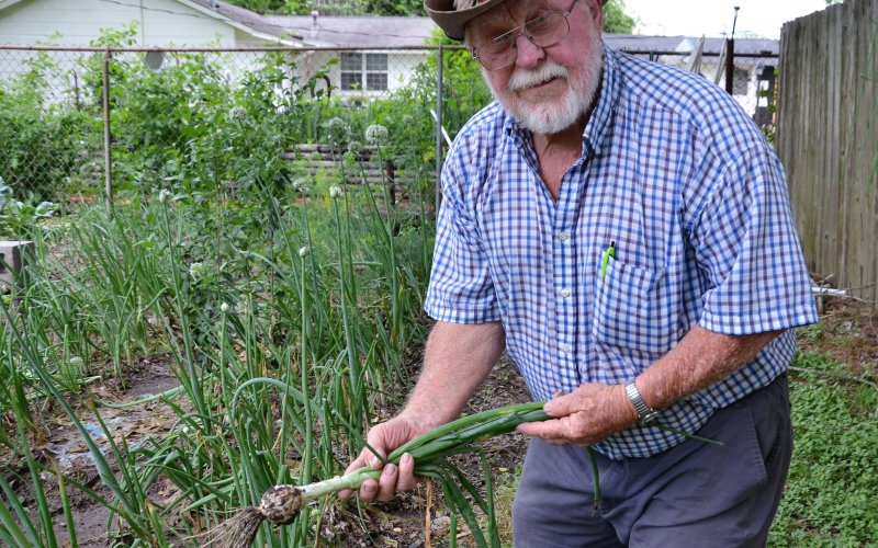 WIllie Boedeker displays a freshly uprooted white onion.
