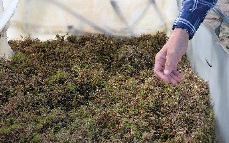 The Yoakum City Council gave Assistant Director of Public Works Greg Miears to move forward with purchasing Sunday bermudagrass at last Tuesday’s Council meeting.