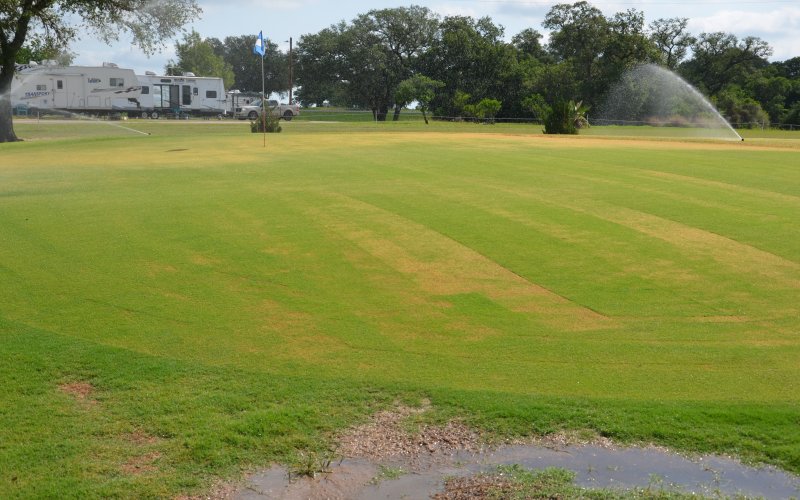 Small portions of greens on some holes, like hole No. 3 pictured, were replaced with Sunday bermudagrass, and the healthy 328 grass remained.