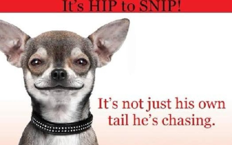 SNYPD is a Cuero-based non-profit that provides vouchers for pet owners to spay and neuter their pets at an affordable price.