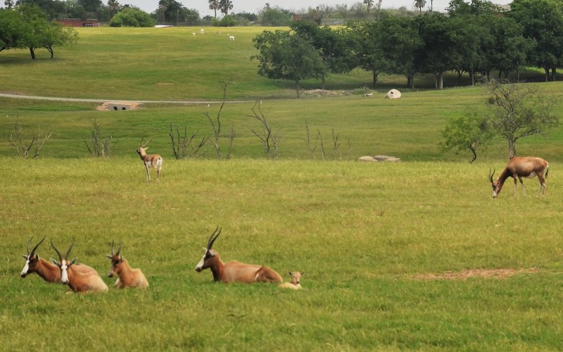 A herd of blesbok sunbathes at the TDS Exotic Wildlife Game Ranch May 12. Photo by Hans Lammeman.