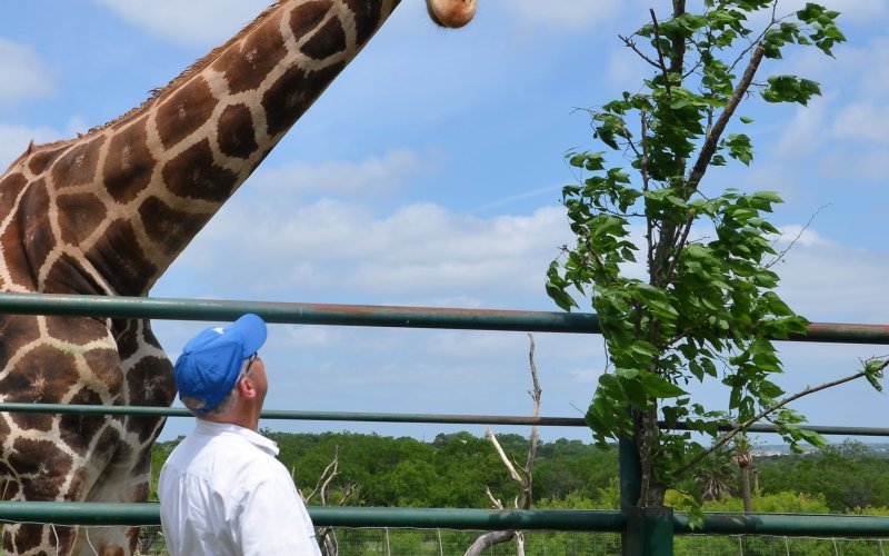 City Manager Kevin Coleman looks up at a male giraffe at the TDS Wildlife Game Ranch May 12. Photo by Hans Lammeman.