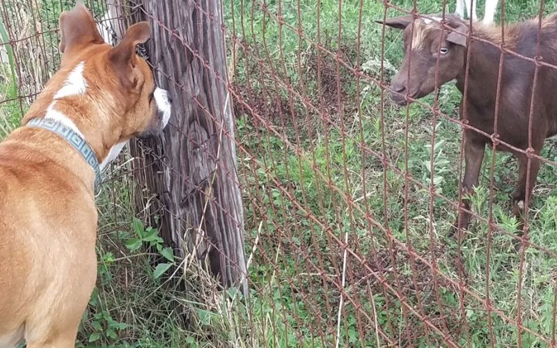 She probably won't win any awards, but ol' Hico sure has that goat's attention.