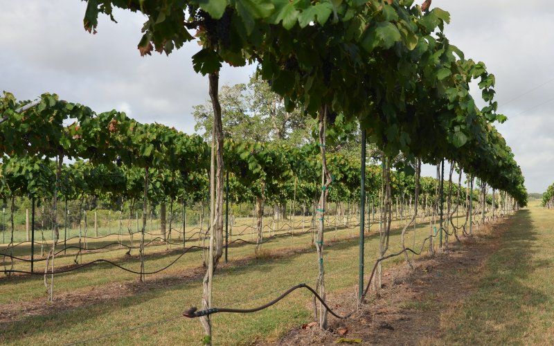 Loose Grapes Vineyard is located at 991 County Road 317 in Yoakum.