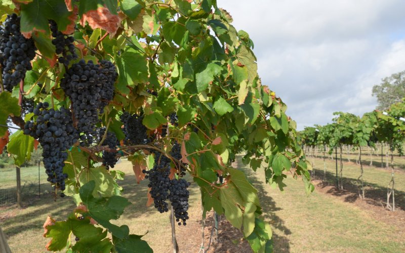 Black Spanish grapes grow on two acres at Loose Grapes Vineyard in Yoakum.