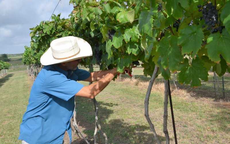 Bruce McConnell harvests grapes from the vineyard on his family ranch.