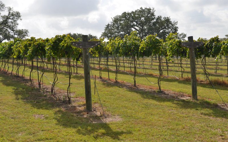 Loose Grapes Vineyard is expected to produce 6,000 pounds of grapes this year.
