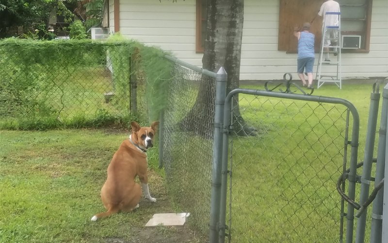This frame was taken just hours before Harvey made landfall, as this story's writer assists his neighbor in covering the last of his windows with plywood. Looking at it now, Is it just me, or is the dog the only thing in this picture that seems to display the least concerm about what's headed their way?