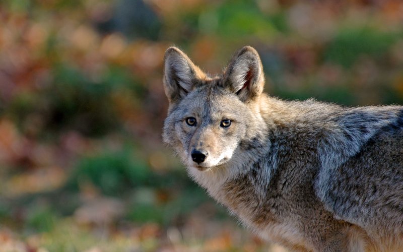 USDA data listed coyotes as the leading cattle predator in Texas.