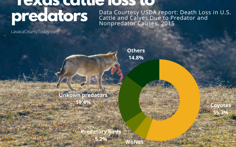 Texas cattle loss to predators; data courtesy 2015 USDA report. Display by Hans Lammeman