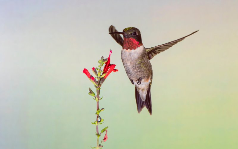 According to the Texas Breeding Bird Atlas, ruby-throated hummingbirds typically migrate for the winter in October and November. Courtesy Photo.