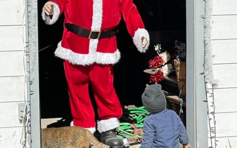 A curious child inspects a Santa at the  Simmons Family Christmas Lightshow in December 2021. Courtesy photo