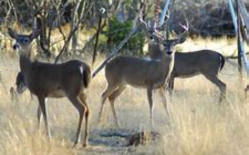 Photo by Texas Parks &amp; Wildlife