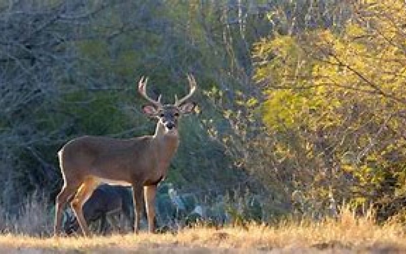 Photo by Texas Parks &amp; Wildlife