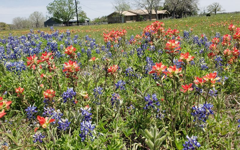 Wildflower meadow in Lavaca County showing off a nice stand of Indian paintbruishes.