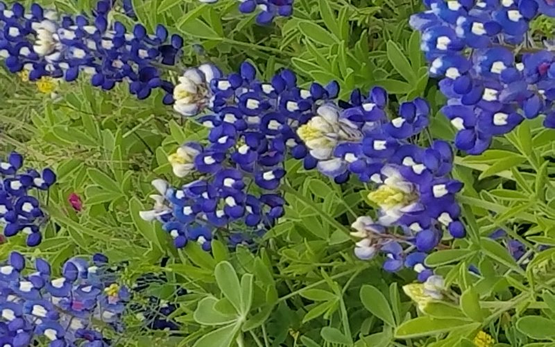 Bluebonnets in Lavaca County, near Vysehrad School.