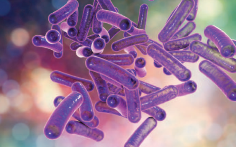 shigella