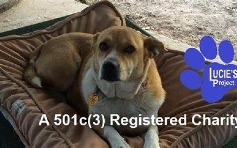 She was laid to rest about a year ago now having begun a rescue service for strayed animals in Sheridan that still bears her name and is still going strong today. To find out how you can help, give Donna a call at 979-232-1508.