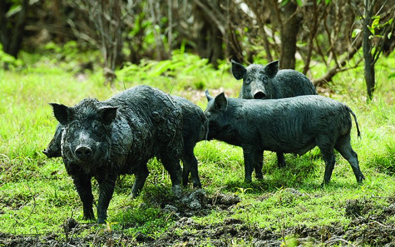 Feral hogs cause millions of dollars in agricultural and property damages each year and negatively impact Texas ecosystems,
