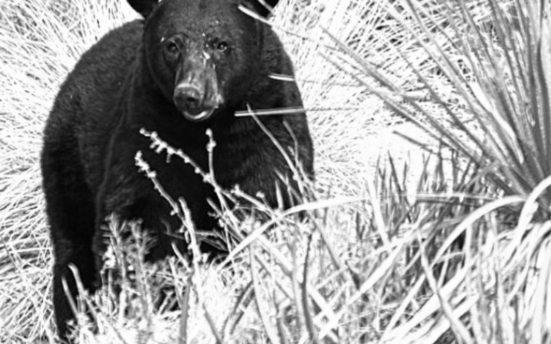 Big Bend Black Bear - Photo by National Park Service