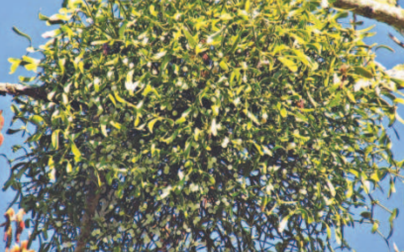 Mistletoe tree parasite. Photo by Pixabay.