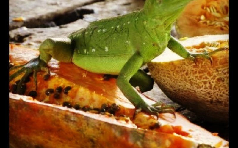 Because when was the last time you dined with an iguana? Well, that's been too long...