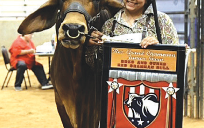 Bailey Petrek shows off her bull that earned the Reserve Grand Champion overall of the bred and owned Red Brahman Bulls at the World Brahman Congress. Photo courtesy of the Brahman Journal