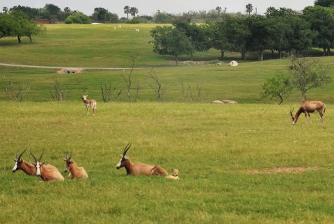 A herd of blesbok sunbathes at the TDS Exotic Wildlife Game Ranch May 12. Photo by Hans Lammeman.