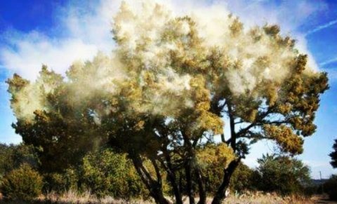 Photo by Andy Heatwole - Texas A&M Forest Service