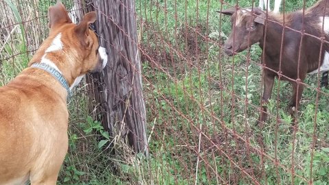 She probably won't win any awards, but ol' Hico sure has that goat's attention.