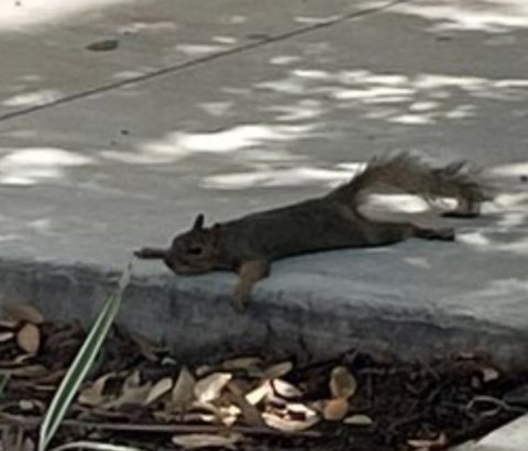 They call it "splooting," and it seems to be all craze on social media these days.