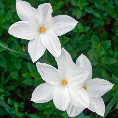  Rain lilies often appear two to three days after a rain. Photo Courtesy gardenia.net.