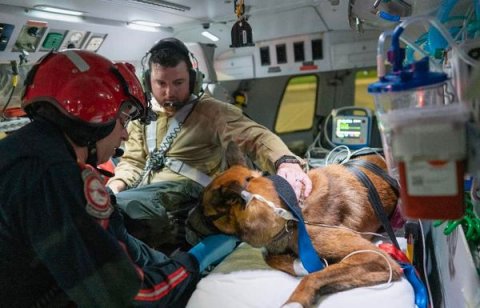 Things got a mite chaotic recently for Waller County Police K-9 known as Chaos, prompting a need fopr immediate medical attention.