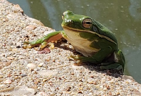 Sup? (RIBBET!)  We need to have a little talk... 