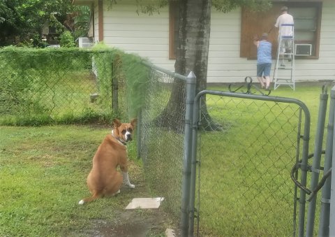 This frame was taken just hours before Harvey made landfall, as this story's writer assists his neighbor in covering the last of his windows with plywood. Looking at it now, Is it just me, or is the dog the only thing in this picture that seems to display the least concerm about what's headed their way?