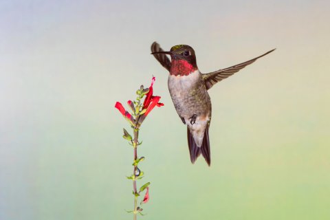  According to the Texas Breeding Bird Atlas, ruby-throated hummingbirds typically migrate for the winter in October and November. Courtesy Photo.