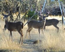 Photo by Texas Parks & Wildlife