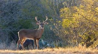 Photo by Texas Parks & Wildlife
