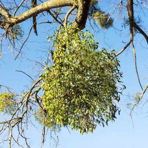 Mistletoe can cause stress for the trees it grows on; however, the plants play a key role in the ecosystem. (Texas A&M AgriLife photo by Johnson County Master Gardeners)