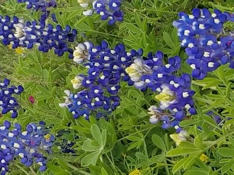 Bluebonnets in Lavaca County, near Vysehrad School.
