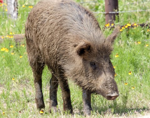 Photo courtesy of Texas Parks and Wildlife