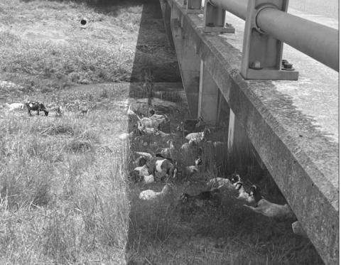 Goats along the river bank