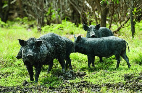 Feral hogs cause millions of dollars in agricultural and property damages each year and negatively impact Texas ecosystems,
