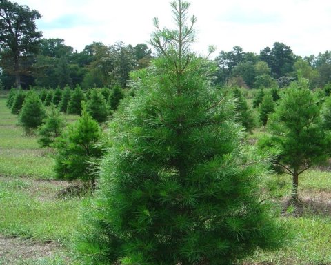 Photo courtesy Texas A&M's AgriLife