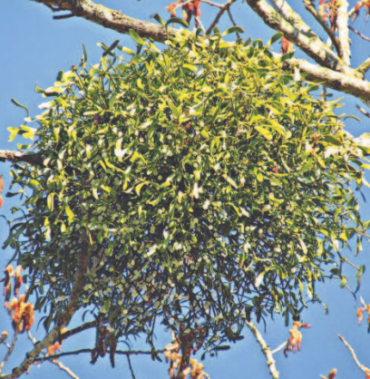 Mistletoe tree parasite. Photo by Pixabay.