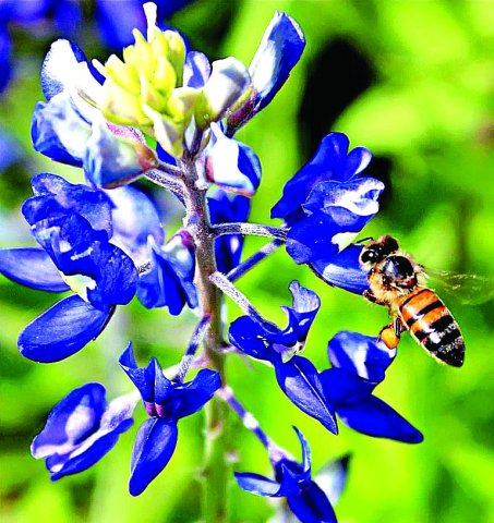 This photo of a honey bee on a bluebonnet was taken many years ago at Vsetin. Photo by Murray Montgomery