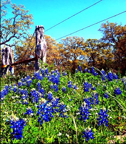 This image was taken in 2024 on CR 198 (Brown School Road) in Lavaca County. Photo by Murray Montgomery