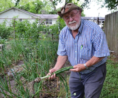 WIllie Boedeker displays a freshly uprooted white onion.