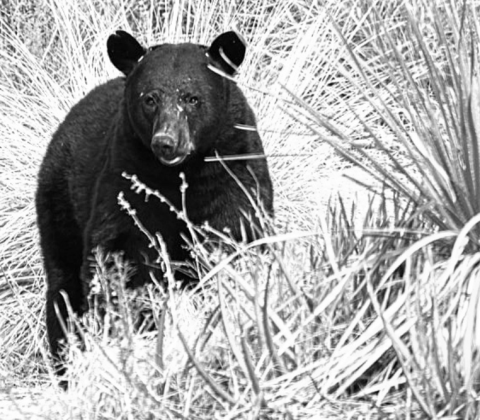Big Bend Black Bear - Photo by National Park Service
